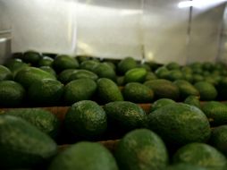 De mantener su incumplimiento, se le podría duplicar la multa a la asociación de aguacateros. EL INFORMADOR / ARCHIVO