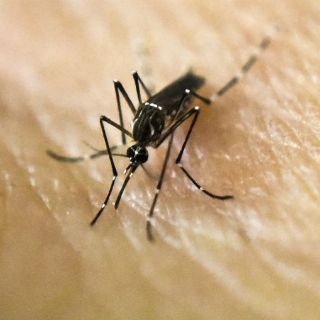Erradicar mosquito de zika en Brasil, meta improbable