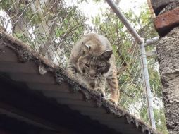 Pablo Lemus indicó que su gobierno recomendó que los linces no fueran trasladados por su edad. ESPECIAL / Zapopan