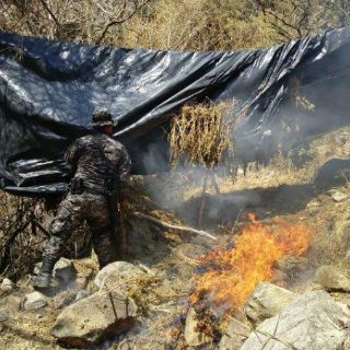 Destruyen sembradíos de amapola y mariguana en Tequila