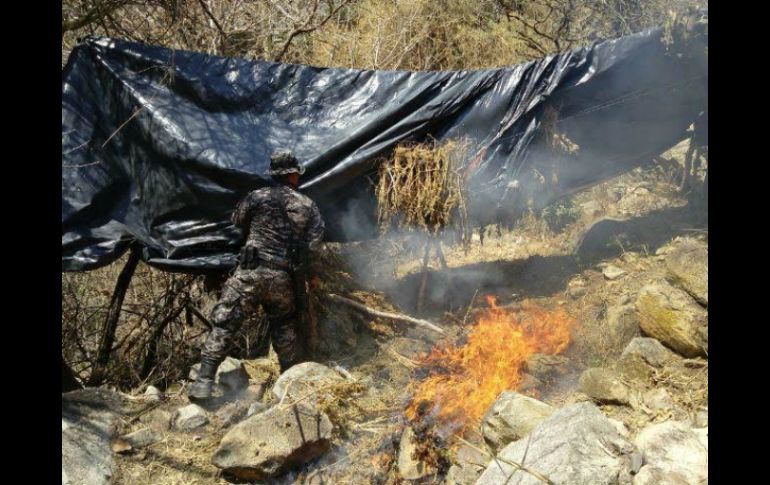 Los sembradíos fueron encontrados en el predio El Salitre por elementos de la Fuerza Única. ESPECIAL / Fiscalía