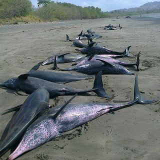 Casi 50 delfines están varados en una playa del Pacífico panameño