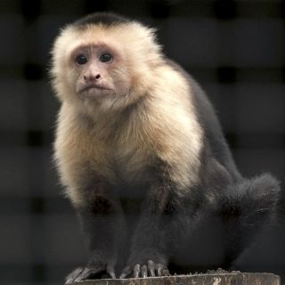 Hallan en Panamá fósiles de primer mono de América del Norte