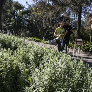 Gobierno pierde batalla en Colomos III