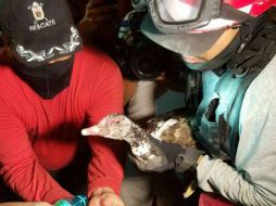 Bomberos sonrieron y aplaudieron cuando empezó a aletear. FACEBOOK / Ecuatoriano De Corazon