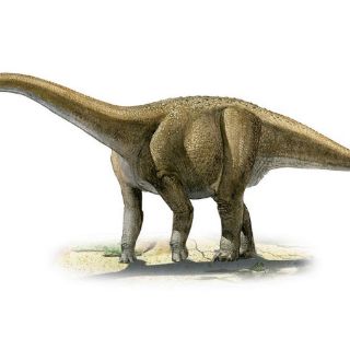 Los rapetosaurus adquirían enseguida proporciones de adulto
