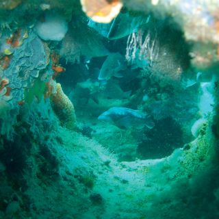 Descubren un gran arrecife de coral en la boca del río Amazonas