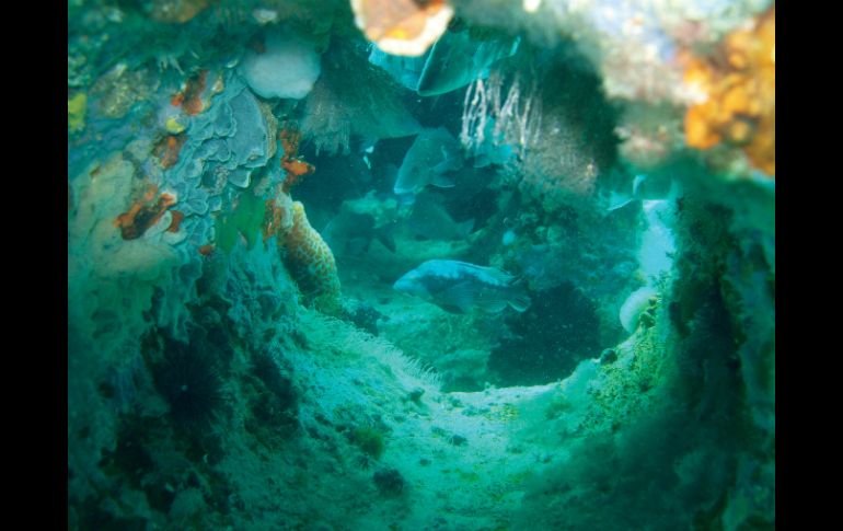 En la travesía identificaron una gran zona de algas coralinas y altos niveles de partículas de suspensión. EFE / ARCHIVO