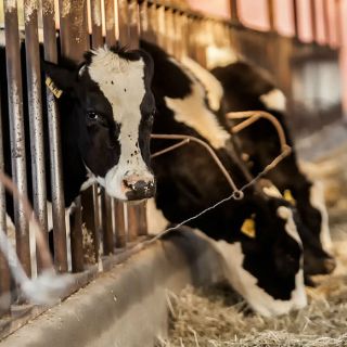 Lecheros de Jalisco fortalecen acuerdos para su producción