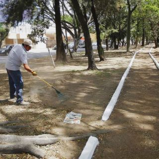 Rehabilitan camellón en Avenida Montevideo