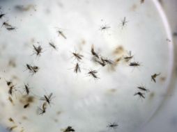 El zika se propaga a través del mosquito Aedes aegypti,  que también contagia el dengue, la fiebre amarilla y chicunguña. AP / ARCHIVO