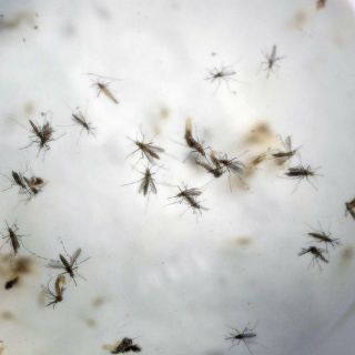 Colombia suma 72 mil casos de zika desde octubre