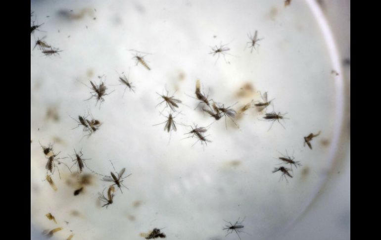 El zika se propaga a través del mosquito Aedes aegypti,  que también contagia el dengue, la fiebre amarilla y chicunguña. AP / ARCHIVO
