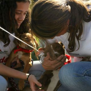 Se van con un miembro más en la familia: su perro