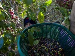 El bajo desempeño ha llevado a que actualmente México ocupe el noveno sitio como productor de café a nivel mundial. EFE / ARCHIVO