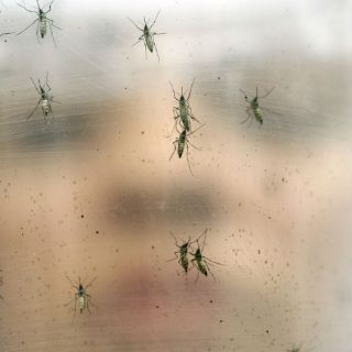 Virus del zika está perdiendo terreno en Brasil y Colombia: OMS
