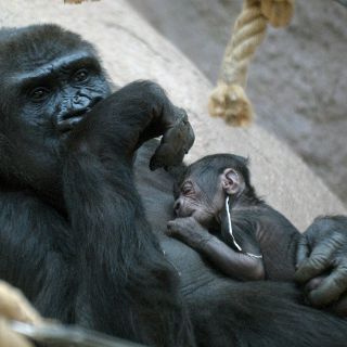 Gorila da a luz inesperadamente en zoológico de Praga