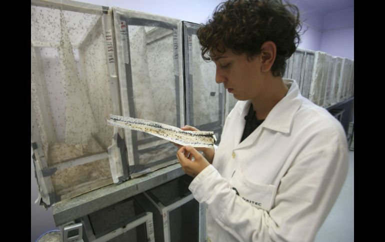 En Canadá hay 55 casos confirmados de zika; corresponden a pacientes que viajaron a países donde el virus se ha extendido. EFE / ARCHIVO