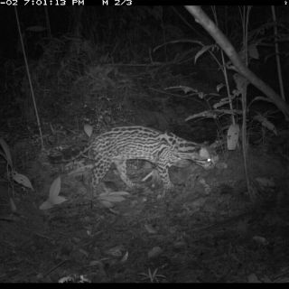 Científicos logran imágenes inéditas de especies del Amazonas peruano