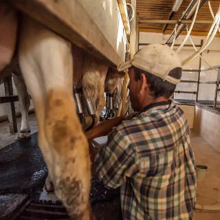 En junio llega la Conferencia Internacional de Ganado Lechero