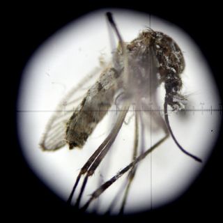 Brasil registra más de 90 mil casos de zika en el primer trimestre