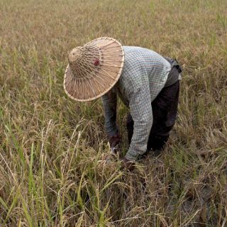 Cae producción de alimentos en Norcorea por falta de agua: FAO