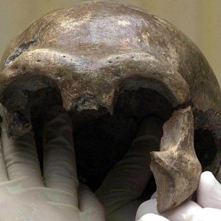 La desaparición de los neandertales pudo deberse a su alimentación