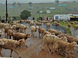 Se espera que la enfermedad, que deja pérdidas anuales por más de 2,000 MDD, sea erradicada en 2030. AFP / ARCHIVO