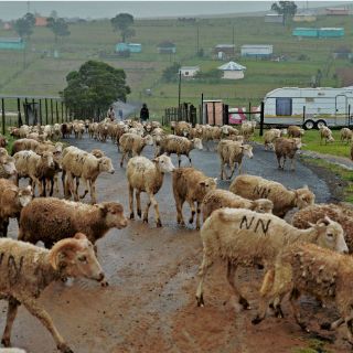 Una devastadora enfermedad del ganado se expande a 76 países