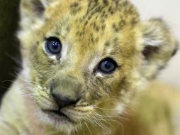 El pequeño animal aún no recibe nombre. AP /