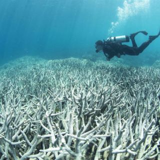 Gran Barrera de Coral australiana, en peligro de extinción