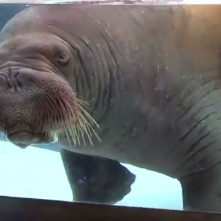 Alfonso Herrera exhibe sufrimiento animal en SeaWorld