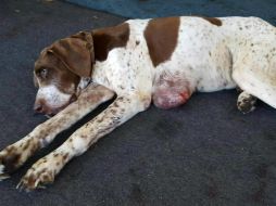 Nadie sabe dónde estuvo en la última década, pero apareció con un tumor canceroso en el pecho. AP / R. Jonees