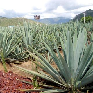 Artesanos se alzan contra norma que cambiaría el nombre al 'mezcal'