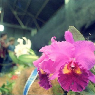 Dos especies nuevas de orquídea son descubiertas en la Amazonia