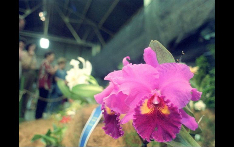 En Brasil hay tres mil especies de orquídeas, y alrededor de 300 se encuentran en la Amazonia. AFP / ARCHIVO
