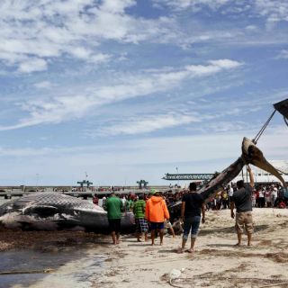 Retiran cadáver de ballena de playa de California
