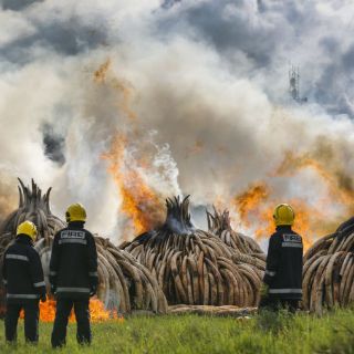 Kenia destruye la mayor cantidad de marfil de la historia
