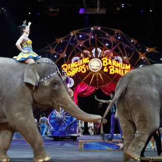 Elefantes actúan por última vez en famoso circo de EU