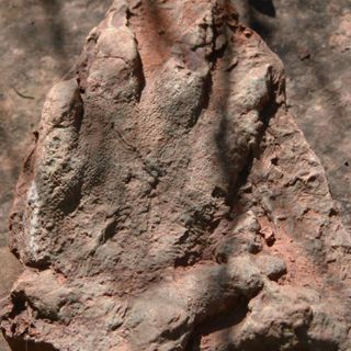 Hallan huella de dinosaurio de 230 millones de años