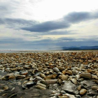Pescadores chilenos reclaman por escaso apoyo del gobierno