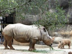 La cazaha reducido el número de rinocerontes desde los dos mil que habían en 1960, hasta los tres que quedan. EFE / ARCHIVO