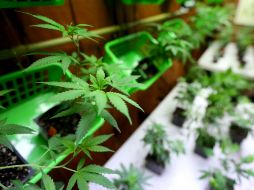 Según la ley, cada persona interesada podrá comprar 40 gramos de mariguana por mes en las farmacias. AP / ARCHIVO