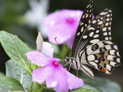 Científicos descubrieron que la proteína E93 es la responsable de promover la metamorfosis. EFE / ARCHIVO