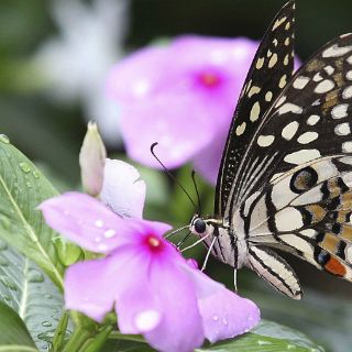 Descubren mecanismo que controla la metamorfosis de los insectos