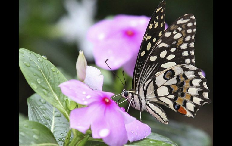 Científicos descubrieron que la proteína E93 es la responsable de promover la metamorfosis. EFE / ARCHIVO