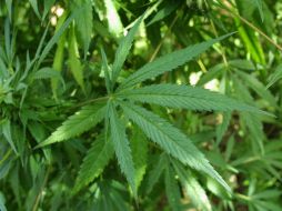 En la actualidad, los pacientes alemanes tienen que solicitar una autorización especial para conseguir la hierba. EL INFORMADOR / ARCHIVO