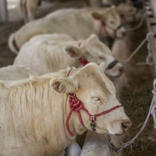 Municipios de Jalisco realizan campaña contra tuberculosis bovina