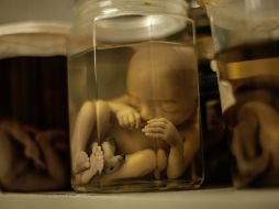 Sin la dirección de una madre, dan pasos críticos hacia la formación de un cuerpo. EL INFORMADOR / ARCHIVO