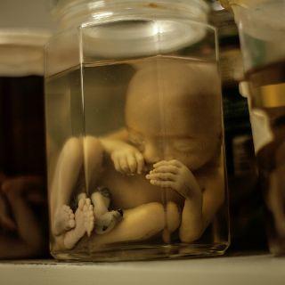 Estudios muestran nueva fase de desarrollo de embrión